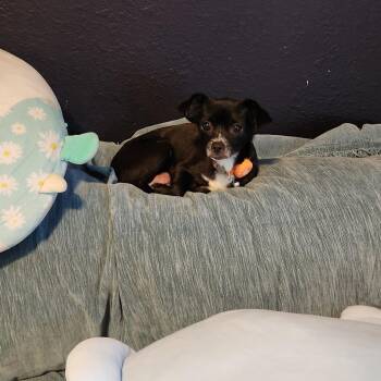 Mamacita -  Chihuahua Dog for Adoption in Houston, Texas - Mamacita | PetCurious