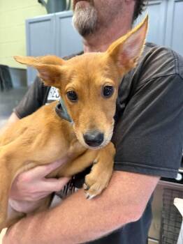 Junebug -  Shepherd Dog for Adoption in Rockwall, Texas - Junebug | PetCurious
