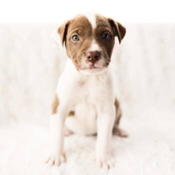 Terrier Dogs Available for Adoption in Shakopee, Minnesota - Mercury | PetCurious