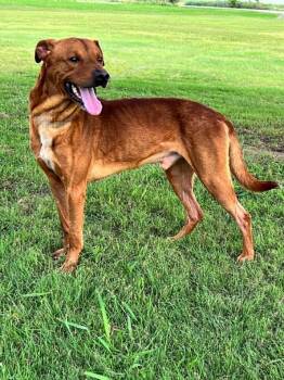 Weiser -  Labrador Retriever Dog for Adoption in Cleburne, Texas - Weiser | PetCurious