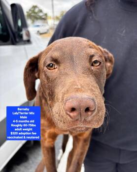 Labrador Retriever and Terrier Dogs Available for Adoption - Barnaby | PetCurious
