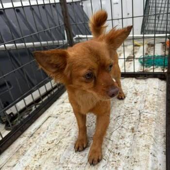 Chihuahua Dogs Available for Adoption in Madill, Oklahoma - Willie | PetCurious