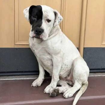 Rescue American Staffordshire Terrier and American Bulldog Dogs for Adoption in Berkeley, California - Elsie | PetCurious