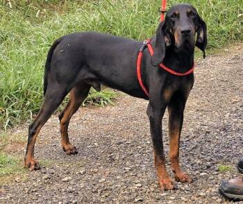 Zachariah (GA) -  Black And Tan Coonhound Dog for Adoption - Zachariah (GA) | PetCurious