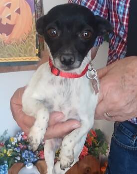Rescue Chihuahua and Fox Terrier Dogs for Adoption in Thompson Falls, Montana - Minnie | PetCurious