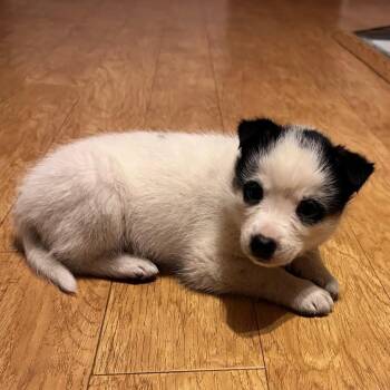 Cattle Dog Dogs Available for Adoption - Checkers | PetCurious