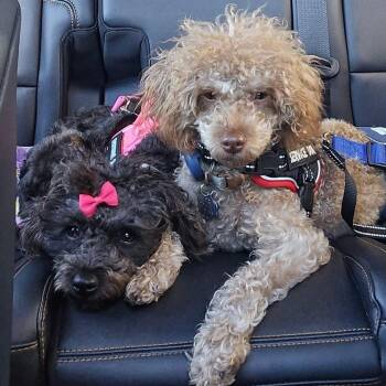 Shih Tzu and Poodle Dogs Available for Adoption - Bailey | PetCurious