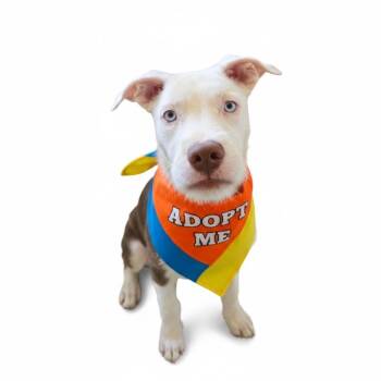 Pit Bull Terrier and American Staffordshire Terrier Dogs Available for Adoption in Los Angeles, California - Smores | PetCurious