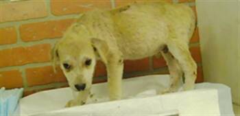 A2091531 -  Siberian Husky and Mixed Breed Dog for Adoption in Houston, Texas - A2091531 | PetCurious