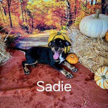 Rescue Mixed Breed Dogs for Adoption in Winnfield, Louisiana - Sadie | PetCurious