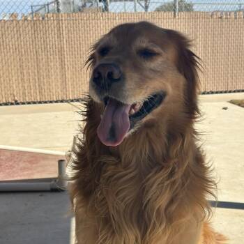 Golden Retriever Dogs Available for Adoption - Marshal | PetCurious