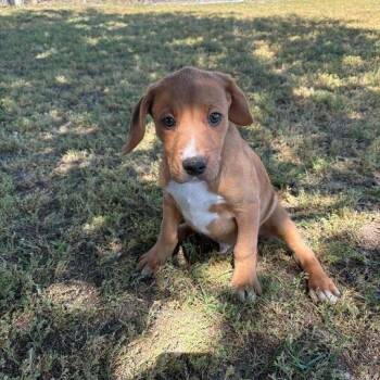 Labrador Retriever and Hound Dogs Available for Adoption in Valdosta, Georgia - Pete | PetCurious