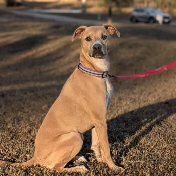 Francesca 12-1724 -  German Shepherd Dog and Pit Bull Terrier Dog for Adoption in Covington, Georgia - Francesca 12-1724 | PetCurious