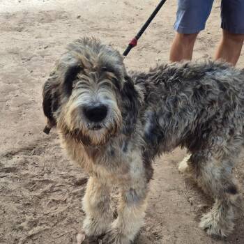 Fraggle -  Standard Poodle and Mixed Breed Dog for Adoption in Montgomery, Alabama - Fraggle | PetCurious