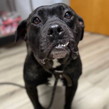 Rescue Terrier Dogs for Adoption in St. Louis, Missouri - Aleister | PetCurious