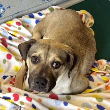 Jimmy Chew -  Pit Bull Terrier and Mixed Breed Dog for Adoption in Beaumont, Texas - Jimmy Chew | PetCurious