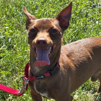 Steve -  Mixed Breed Dog for Adoption in Medford, Oregon - Steve | PetCurious