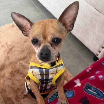 Chihuahua Dogs Available for Adoption in Carolina, Carolina - Dexter - The Pocket Rocket | PetCurious