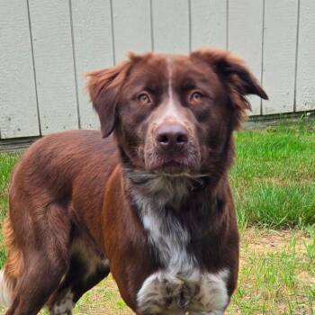 CT Hopper -  Australian Shepherd and Mixed Breed Dog for Adoption in Stormville, New York - CT Hopper | PetCurious