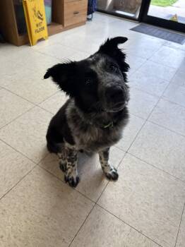 Australian Cattle Dog Blue Heeler Dogs Available for Adoption in Altoona, Pennsylvania - Kyle | PetCurious