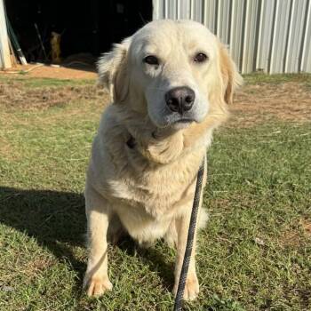 Golden Retriever and Labrador Retriever Dogs Available for Adoption - CT Ramsey | PetCurious