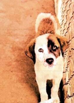 Liberty - P -  Hound and Mixed Breed Dog for Adoption in Daytona Beach, Florida - Liberty - P | PetCurious