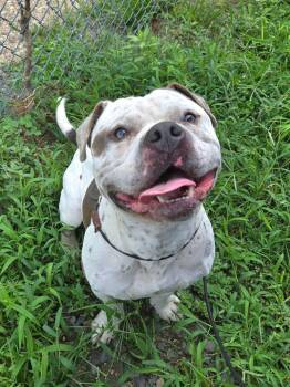 Professor Crash -  American Bully Dog for Adoption in Trenton, New Jersey - Professor Crash | PetCurious