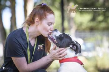 94265a Perdita (Perdy) -  American Staffordshire Terrier and Mixed Breed Dog for Adoption in North Charleston, South Carolina - 94265a Perdita (Perdy) | PetCurious
