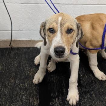 Mixed Breed Dogs Available for Adoption in Ardmore, Oklahoma - Polo | PetCurious