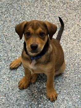 Dark Crystal (DC) -  German Shepherd Dog and Rottweiler Dog for Adoption in Carson City, Nevada - Dark Crystal (DC) | PetCurious