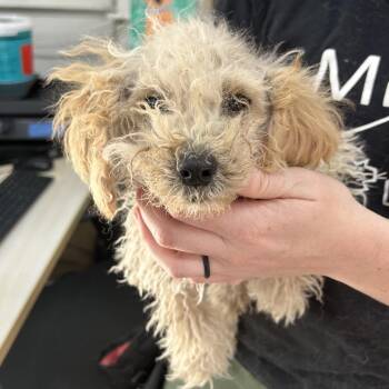 Poodle Dogs Available for Adoption - KEVIN | PetCurious