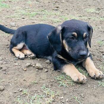 Labrador Retriever and Mixed Breed Dogs Available for Adoption in Blairstown, New Jersey - Agnes  | PetCurious