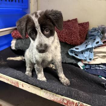 4395 -  Australian Shepherd and Newfoundland Dog Dog for Adoption - 4395 | PetCurious
