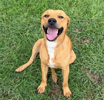 BISCUIT -  Labrador Retriever and Mixed Breed Dog Available for Adoption in Conroe, Texas - BISCUIT | PetCurious