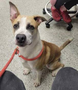 Broadway -  Mixed Breed Dog for Adoption in Kansas City, Missouri - Broadway | PetCurious