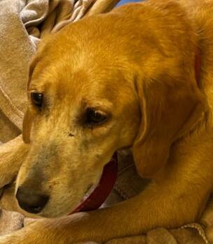 Hound Dogs Available for Adoption in Elizabethton, Tennessee - Mira | PetCurious