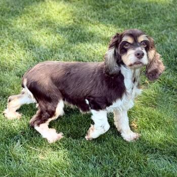Cocker Spaniel Dogs Available for Adoption in Cincinnati, Ohio - Lucy Lou | PetCurious
