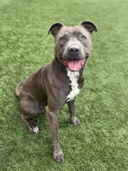 Rescue Pit Bull Terrier Dogs for Adoption in San Francisco, California - JET | PetCurious