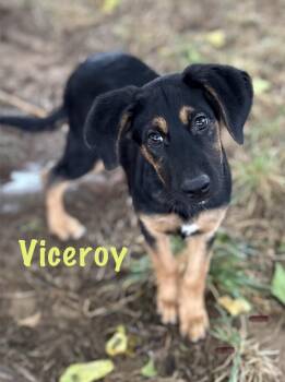 Rescue German Shepherd Dog and Spaniel Dogs for Adoption in Red Bluff, California - Viceroy | PetCurious