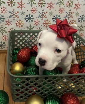 Rescue American Staffordshire Terrier Dogs for Adoption in Austintown, Ohio - Sally | PetCurious