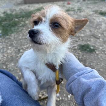 Barlow -  Mixed Breed Dog for Adoption in Philadelphia, Pennsylvania - Barlow | PetCurious