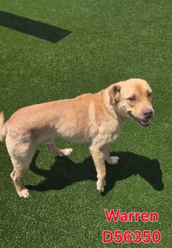 Warren -  Mixed Breed Dog for Adoption in Clarksville, Tennessee - Warren | PetCurious