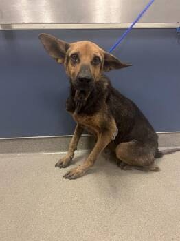 DAISY -  German Shepherd Dog and Mixed Breed Dog for Adoption in Doral, Florida - DAISY | PetCurious