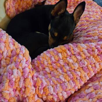 Noodle -  Chihuahua and Mixed Breed Dog for Adoption in Rochester, Minnesota - Noodle | PetCurious