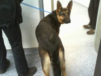 JEFE -  German Shepherd Dog Dog for Adoption in Charlotte, North Carolina - JEFE | PetCurious