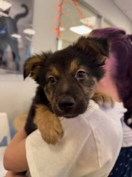 Rescue Shepherd and Mixed Breed Dogs for Adoption in Fresno, California - Mabel | PetCurious