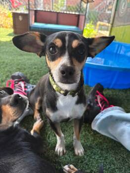 TOM -  Rat Terrier and Dachshund Dog for Adoption in Vandergrift, Pennsylvania - TOM | PetCurious