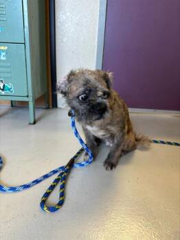 GWEN* -  Terrier Dog for Adoption in Santa Cruz, California - GWEN* | PetCurious