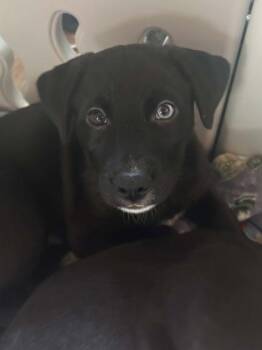 Riolu -  Mixed Breed Dog for Adoption in Wichita, Kansas - Riolu | PetCurious