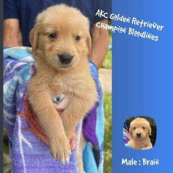 Brain -  Golden Retriever Dog for Sale in Houston, Texas - Brain | PetCurious